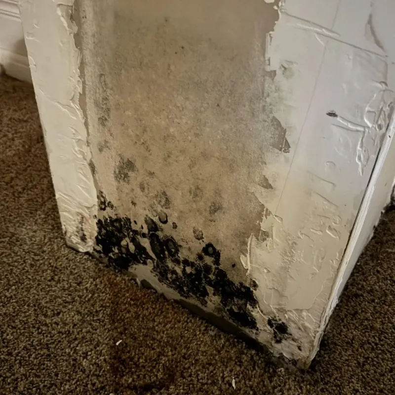 Professional Mold Removal in Caruthersville, MO